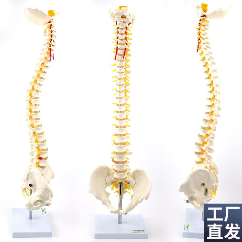 ENOVO颐诺灵p活弯曲型人体脊柱模型1:1脊柱模型