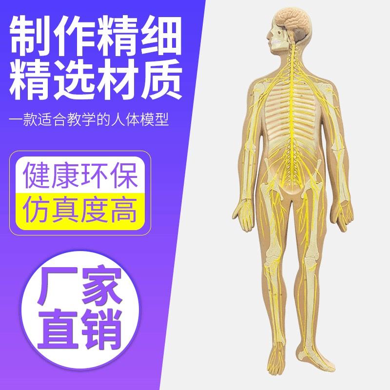 医学人体神经系统解剖模型 中枢神经脑脊髓 躯干模型 脊神经模型