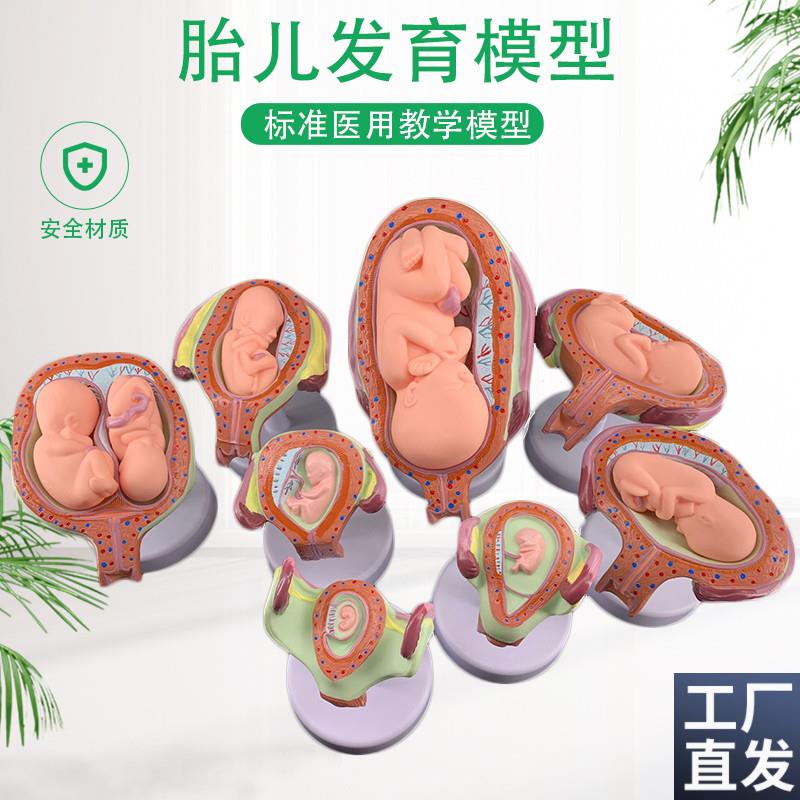 妊娠胚胎发育h模型生育演示胎教妇科模型婴儿胎儿发育过程