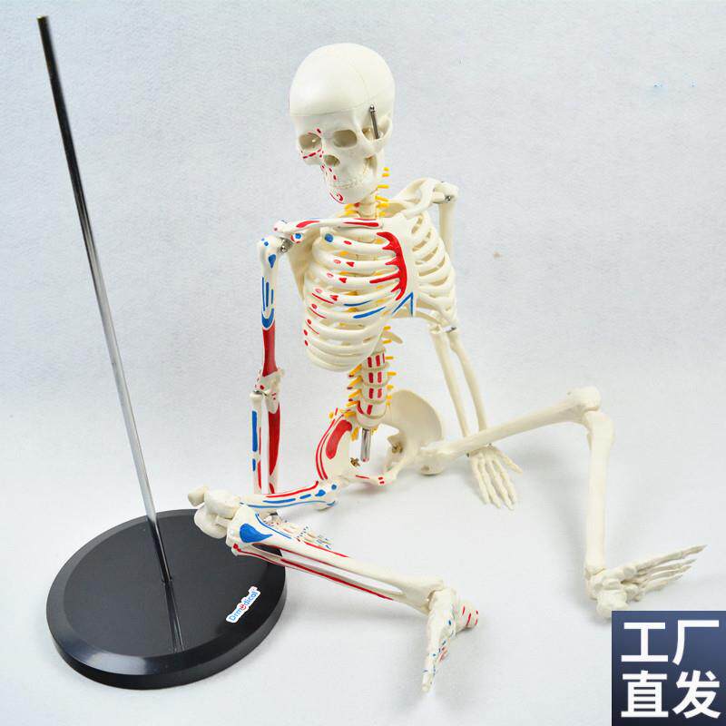 盼夕85CM骨架半边肌肉着色骨骼骷D髅可拆仿真教学演示科普模型玩