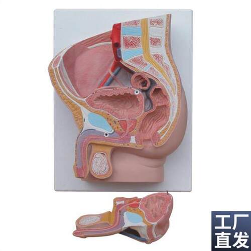 男性矢状解剖k模型(2件)人体医学用教学标本模型