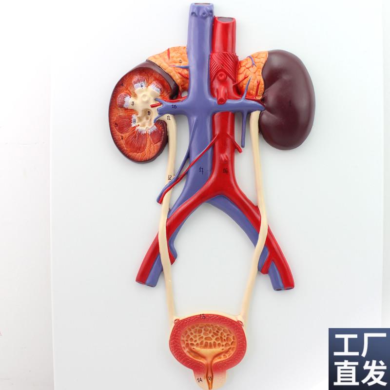 颐诺正品人体泌尿系统模型输尿管膀胱尿道模型T肾解剖模型医用