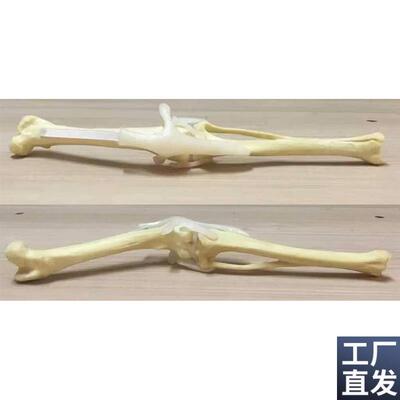 狗后肢狗股骨狗腓骨狗胫骨带韧z带可活动练习仿真骨骨科手术演示