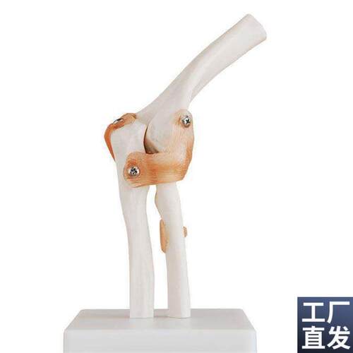 自然大肘关节模型人体骨骼模型骨骼六大关节模U型骨骼运动系统