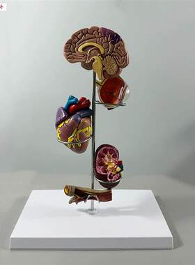 糖尿生理功能模型病理紊乱内分泌系统器官足眼底视网膜q脑心血管