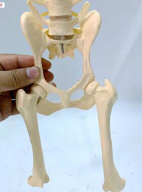狗的髋骨头关节仿真骨四肢腿骨T脊柱肱骨肩胛骨动物标本犬骨模型