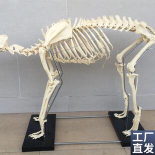 狗骨架动物骨骼犬科犬骨架犬骨骼宠F物兽医教学模型教仪教具骷髅