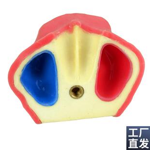 ENOVO口腔牙科种植练t习实训操作模型上颌骨带上颌窦提升练习模型