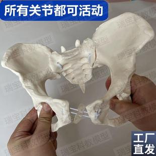 动态女骨盆模型可活动拆卸骶髂关节耻骨联合骶P骨尾椎正骨产康月