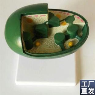 叶绿体模型解剖教学中学生物教仪T教具医用医学