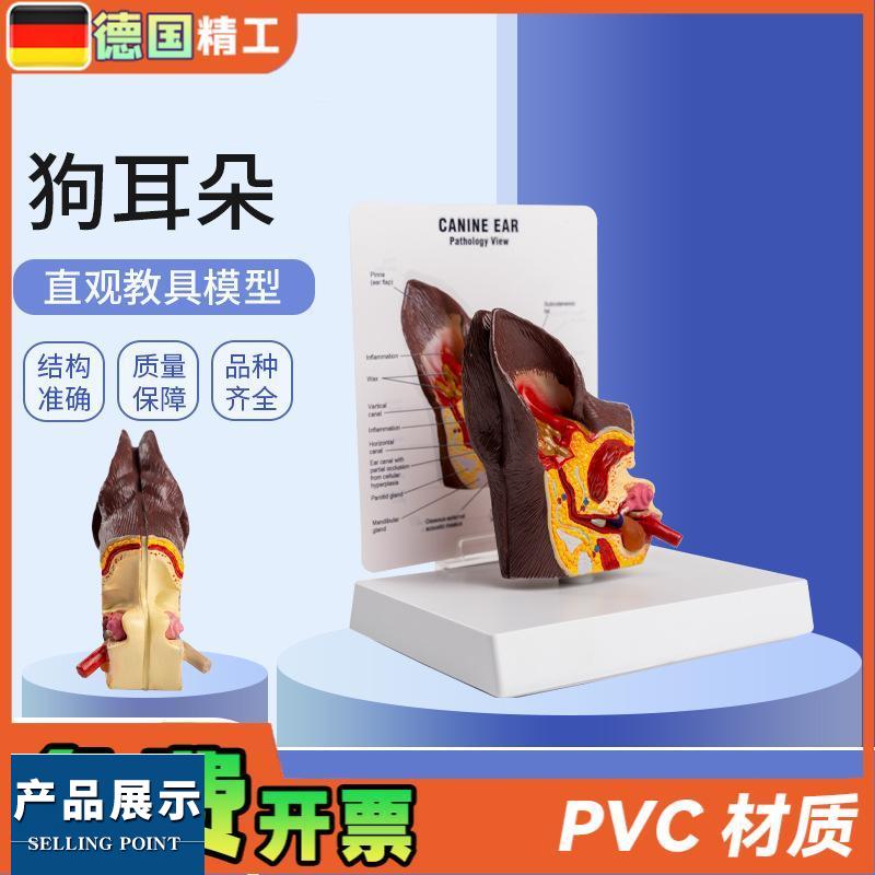 德国】医院教学展示用品礼品动物解剖解剖模型犬科宠物狗耳朵