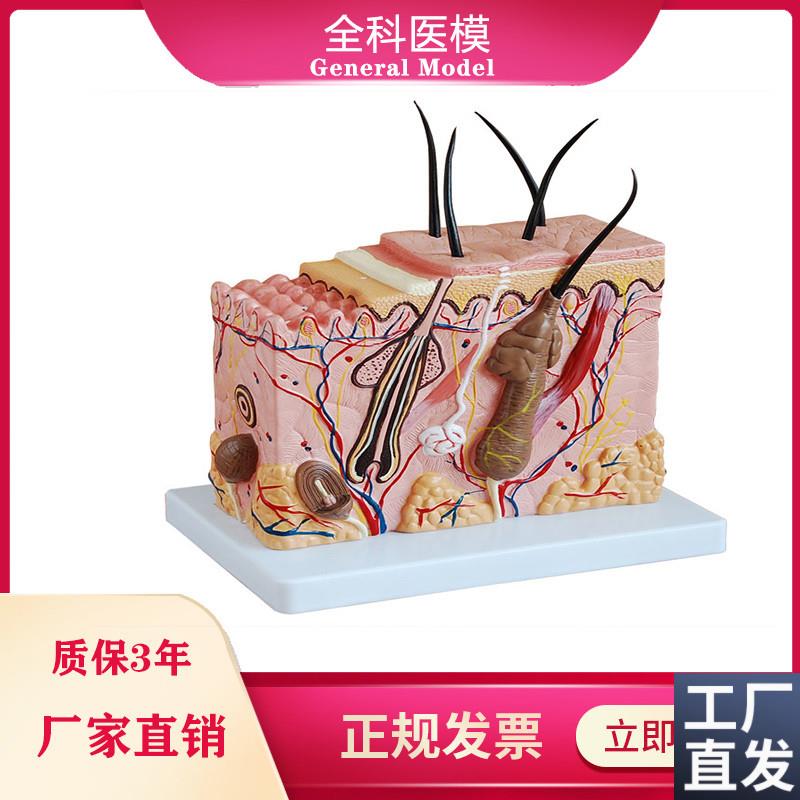 皮肤结构放大模型中型p组织层次立体构造微整形美容医教学模具玩