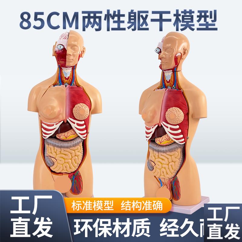 85CM两性躯干可拆23件t人体器官结构组织解剖内脏器官结构分布结