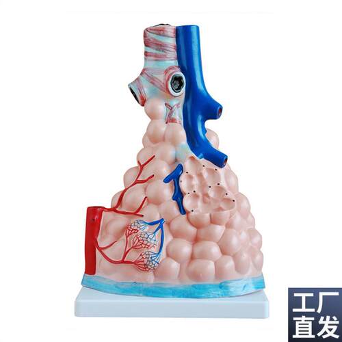 人体肺泡放大模k型肺部解剖模型肺泡展示教学模型医学模型