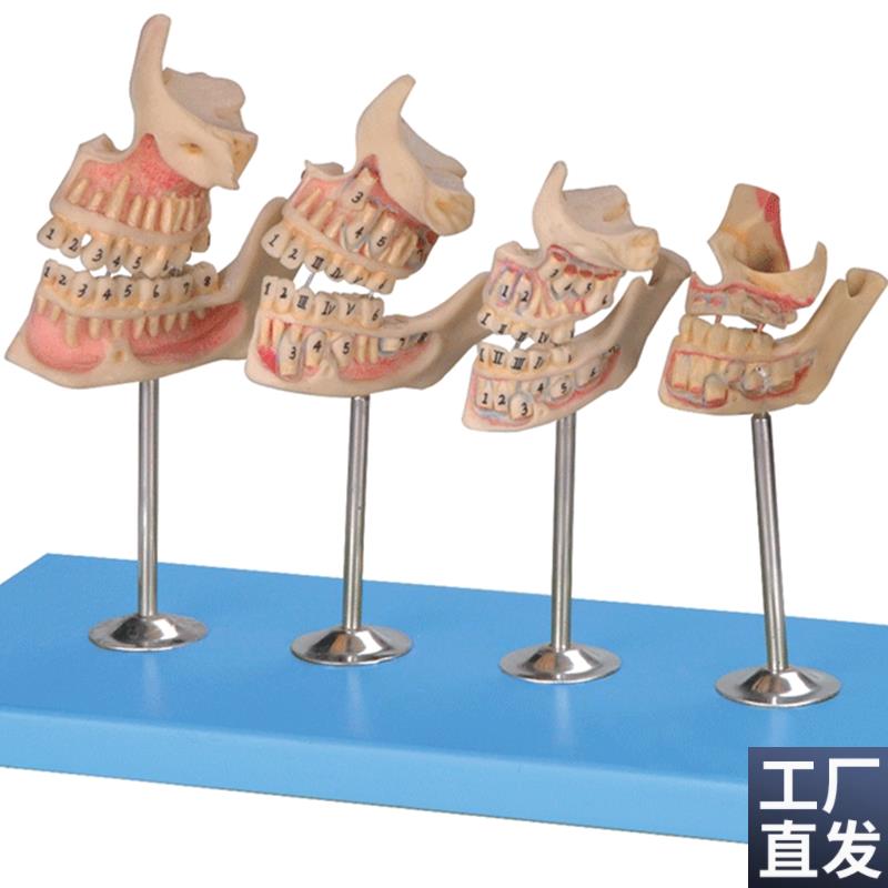 牙与颌骨的发育B模型B10006