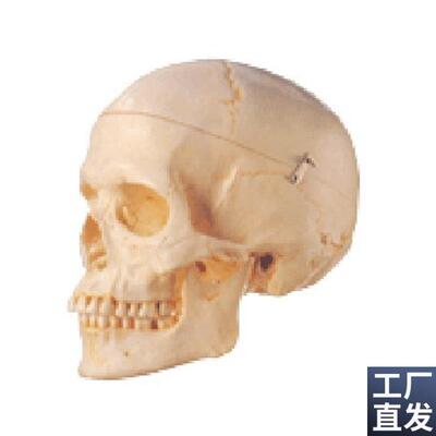 成人头颅骨模型AR11110
