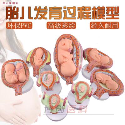 计划生育展示模型妊娠模型C妊娠胚胎发育模型胎儿发育模型包邮