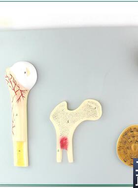 骨的构造c模型人体骨骼骨架模型骨骼教学模型SMD0012