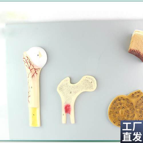 骨的构造c模型人体骨骼骨架模型骨骼教学模型SMD0012