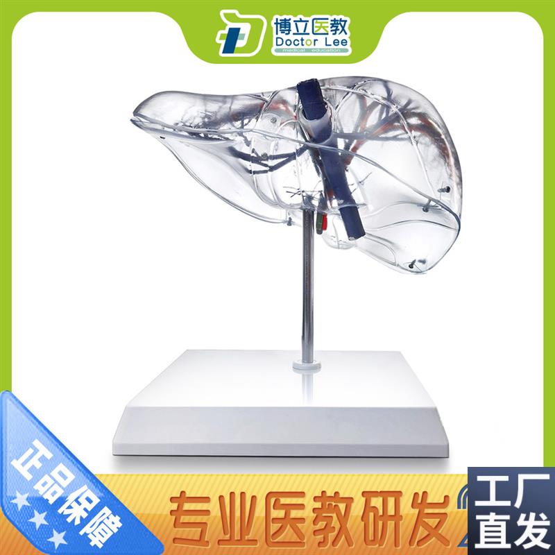 透明肝模型自然k大透明肝段肝脏解剖模型肝脏模型血管