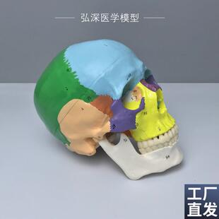 人体头颅骨模型彩色分区数字标识骨骼解剖K结构骷髅生物教学类模