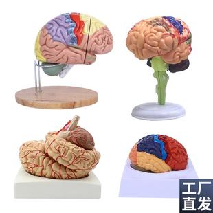 脑模型脑功d能区域色分模型人体大脑解剖模型人脑动脉构造脑神经