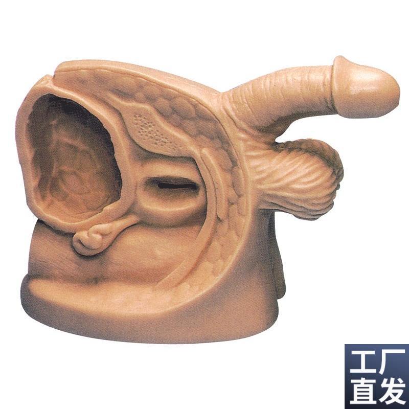 男性内外生殖器模型及导D尿模型GD/H18E