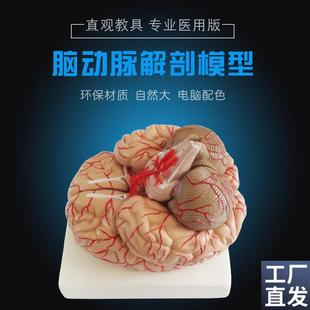 人脑解剖模型脑结构模型大脑模型F脑动脉模型脑血管分布脑型