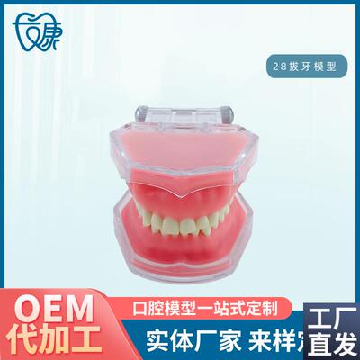 牙科模型牙齿模型拔牙模型z全口可拆卸牙模型软牙龈模型