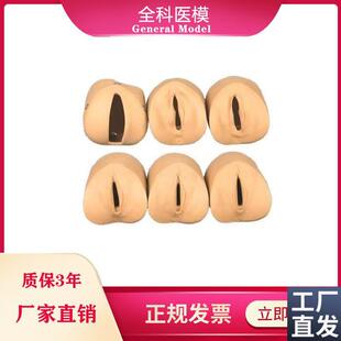 女性分娩生产宫口模u型产前宫颈变化与产道关系模型