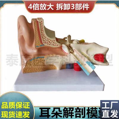 耳朵解剖模型神经内外科医生用临床教学展示拼装拆卸W内耳鼓膜迷
