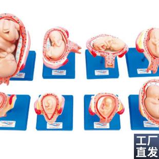 妊娠胚胎发e育过程模型42005胎儿形成发育过程模型双胎子宫模型