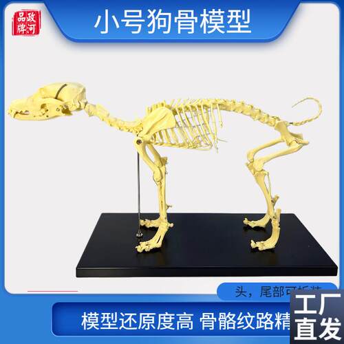 宠物骨科器械全身j狗骨骼标本模型动物狗猫犬教学骨头骨架骨骼模