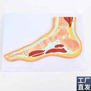 ENOVO颐诺医学解剖D足关节骨骼肌肉模型踝关节剖面脚关节构造MRI