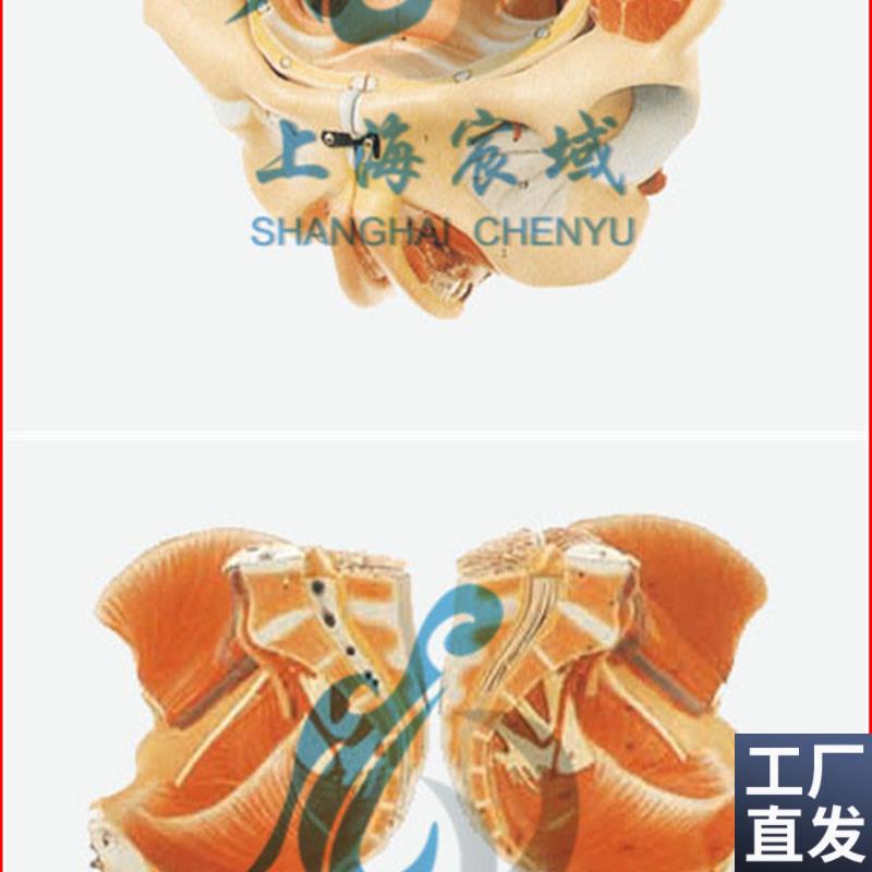 直销穴位精准女性骨盆附生殖器官与血管F神经模型/解剖模型A15107