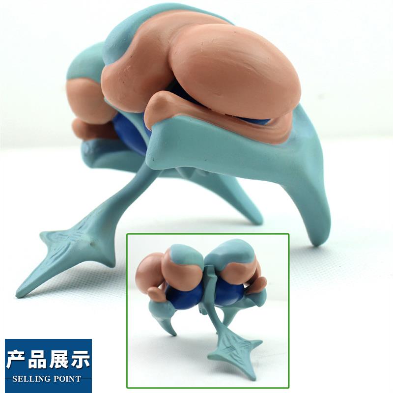 ENOVO颐诺大脑基底核脑室铸型模F型丘脑模型大脑室铸型尾状核上