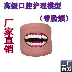 口腔清洁模型(带脸颊)口腔清洁模型保健L模型口腔牙护理刷牙练习