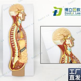 人体自主神经系统浮雕模型人体医学交感N神经系统模型神经解剖