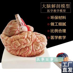 人体大型脑解剖模型人类脑模型脑血J管脑神经自然大人脑模型
