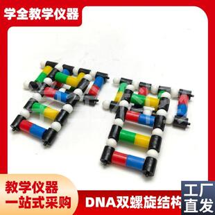 DNA双螺e旋结构模型分子结构模型脱氧核苷酸链碱基对遗传染色体