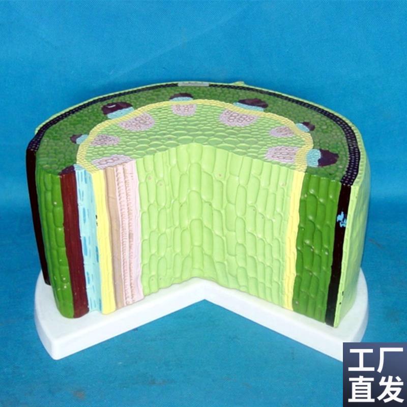 植物双子叶茎k解放大剖模型植物解剖科教讲解展示