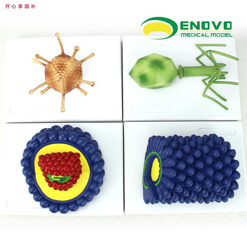 ENOVO正品微生物学病毒模型杆状病毒腺病R毒噬菌体病毒艾滋病毒学