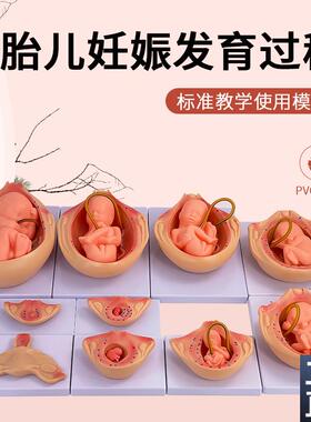 妊娠胚胎发育模型计划生育模型9个月胎儿发育过V程模型10件套