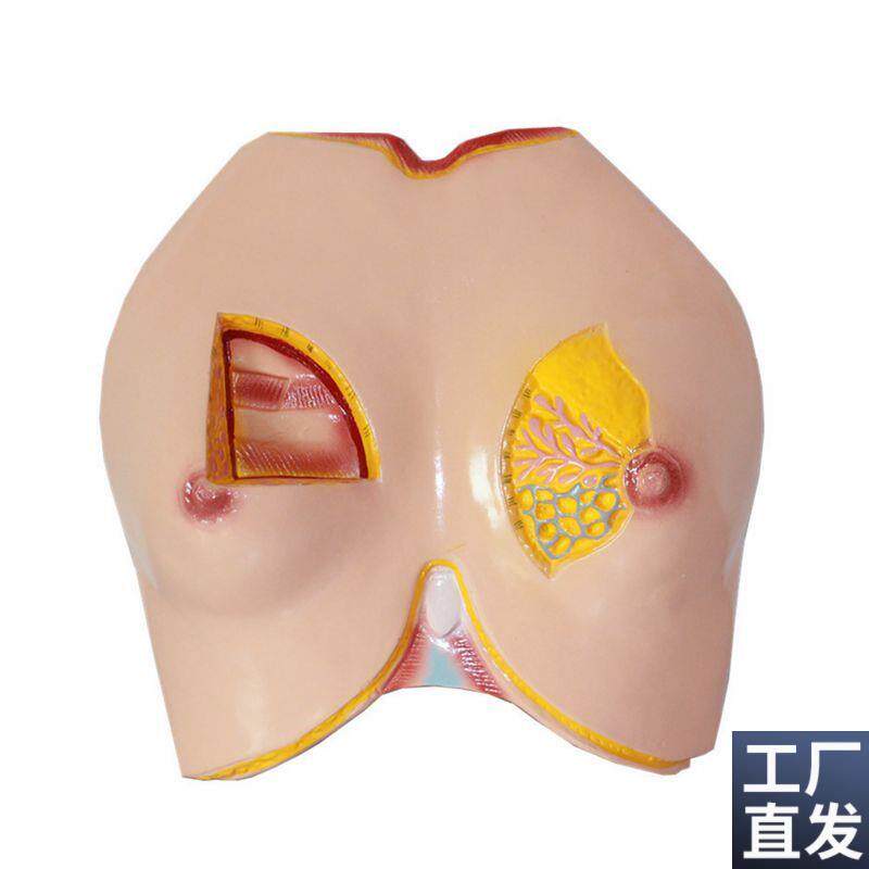 康泰模型女性胸壁乳腺淋巴管乳房解剖胸腔K肋骨肌肉催乳师培训家