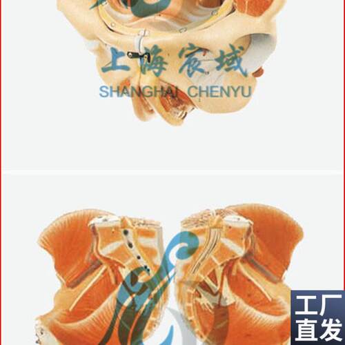 直销穴位精准女h性骨盆附生殖器官与血管神经模型/解剖模型A15107