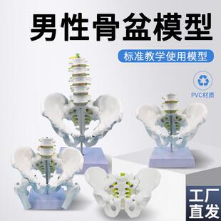 教学自然大男性骨l盆附五节腰椎模型股骨髋骨骶骨尾椎骨骼模型