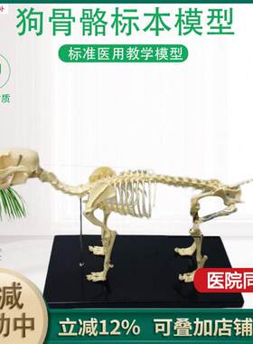 骨科器械z狗骨骼标本模型宠物动物狗猫犬教学骨架骨头骨骼模型