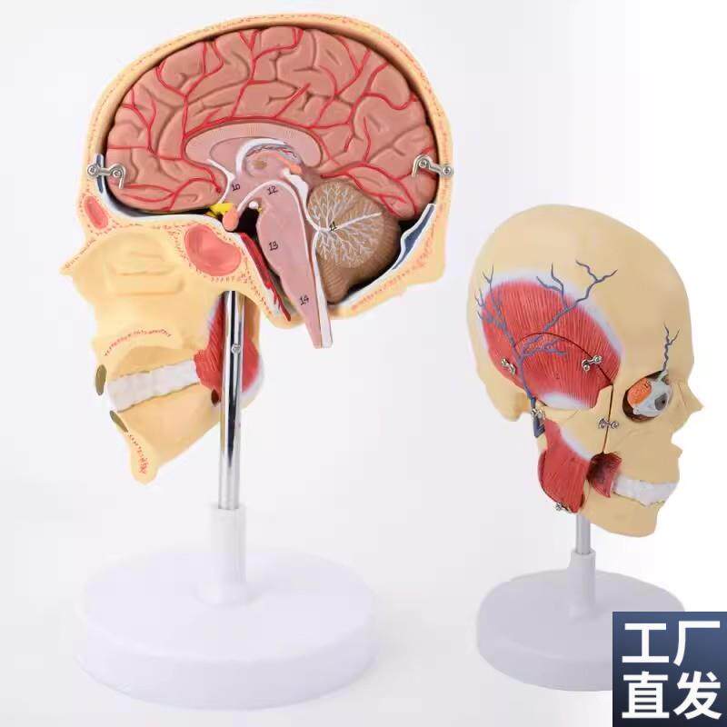 ENOVO颐诺人k体咀嚼肌模型颞颌关节颌面部解剖肌肉神经动静脉三叉