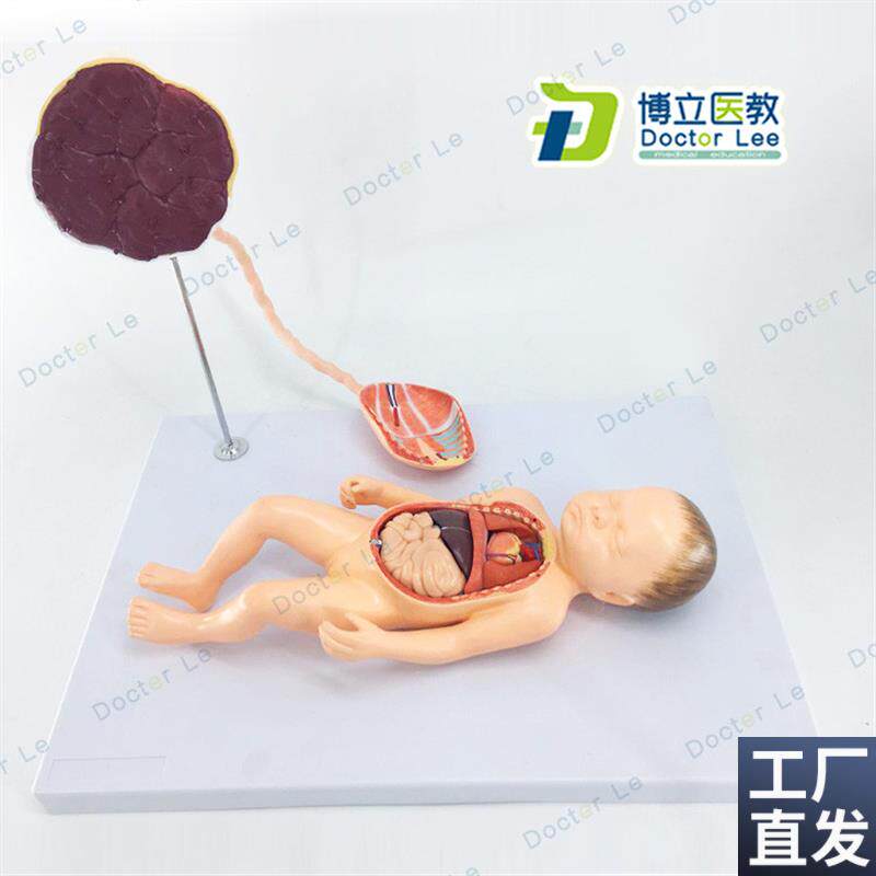 胎儿血液循环模型出生婴儿脐带D胎盘模型婴儿内脏可拆卸组装