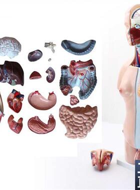 ENOVO颐诺45CM两性躯干模型人体F内脏器官解剖结构模型人体解剖中